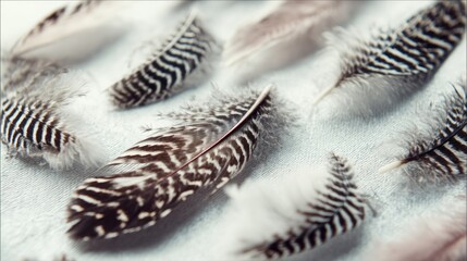 Delicate, patterned feathers scattered on a light surface