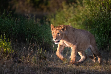 Lion Cub at Sunrise
