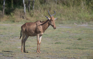 Hartebeest Profile
