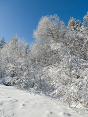 Panorama of Vitosha Mountain, Bulgaria
