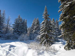 Panorama of Vitosha Mountain, Bulgaria