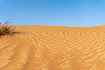 Desert hill landscape with bush. Rear blur. Selective focus.