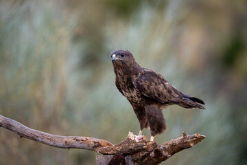 Common Buzzard (Buteo buteo) photographed in Spain
