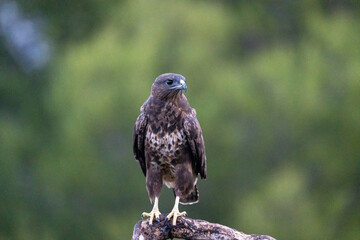 Common Buzzard (Buteo buteo) photographed in Spain