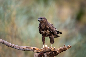 Common Buzzard (Buteo buteo) photographed in Spain