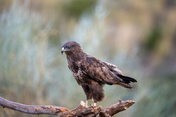 Common Buzzard (Buteo buteo) photographed in Spain