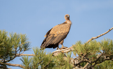 Griffon vulture (Gyps fulvus) photographed in Spain