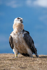 Bearded Vulture (Gypaetus barbatus) photographed in Spain