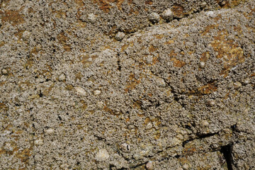 Barnacles Clinging Firmly to Coastal Rock
