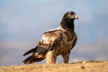 Bearded Vulture (Gypaetus barbatus) photographed in Spain
