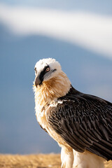 Bearded Vulture (Gypaetus barbatus) photographed in Spain