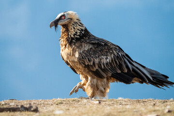 Bearded Vulture (Gypaetus barbatus) photographed in Spain