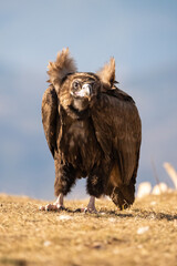 Black vulture (Aegypius monachus) photographed in Spain
