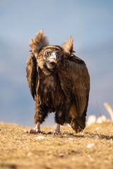 Black vulture (Aegypius monachus) photographed in Spain
