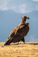 Black vulture (Aegypius monachus) photographed in Spain