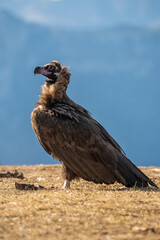 Black vulture (Aegypius monachus) photographed in Spain