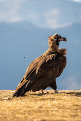 Black vulture (Aegypius monachus) photographed in Spain