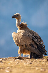 Griffon vulture (Gyps fulvus) photographed in Spain