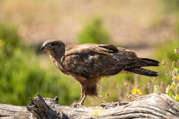 Common Buzzard (Buteo buteo) photographed in Spain