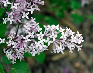 Close up of purple blossoms.