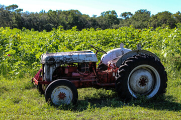 Obraz premium old tractor in a sunflower field