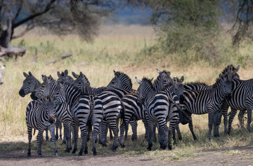 Zebras in the Shade