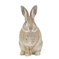 Obraz premium Isolated adorable cottontail rabbit sitting upright perfect for nature enthusiasts and Easter designs