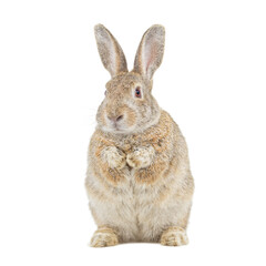 Fototapeta premium Isolated adorable cottontail rabbit sitting upright perfect for nature enthusiasts and Easter designs