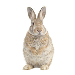 Obraz premium Isolated adorable cottontail rabbit sitting upright perfect for nature enthusiasts and Easter designs