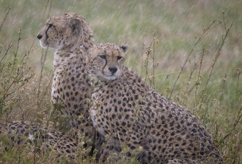 Wet Cheetahs After Rain