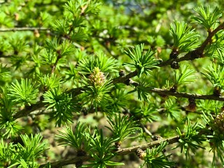 Larch tree in bloom displaying fresh green needles and cones in a vibrant spring setting