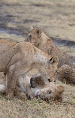 Tussling Lion Cubs