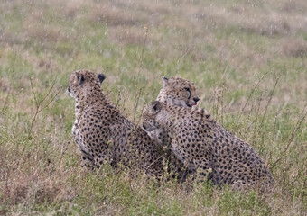 Wet Cheetahs After Rain