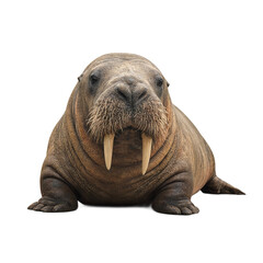 Obraz premium Isolated burly walrus with long tusks resting gracefully in the center