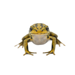 Obraz premium Vibrant tiny dart frog isolated on white background