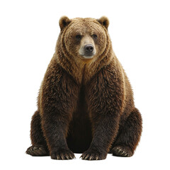 Fototapeta premium Isolated rugged grizzly bear sitting heavily centered