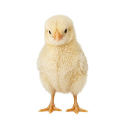 Fototapeta premium Isolated fluffy baby chick standing and peeping