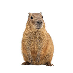 Isolated curious capybara standing calmly perfect for animal lovers seeking tranquility in simplicity
