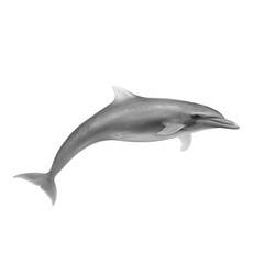 Isolated sleek bottlenose dolphin swimming gracefully