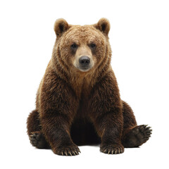 Obraz premium Isolated image of a serene brown bear with thick fur sitting gracefully