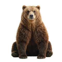 Fototapeta premium Isolated image of a serene brown bear with thick fur sitting gracefully