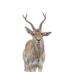 Isolated image of a majestic antelope with curved horns on a white background