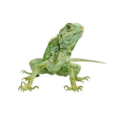 Fototapeta premium Curious green iguana isolated on white background