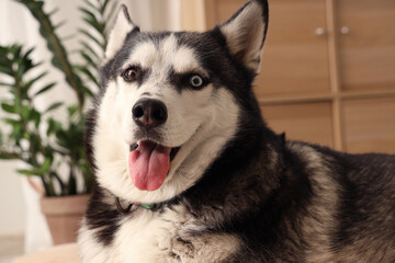 Cute Husky dog in living room, closeup