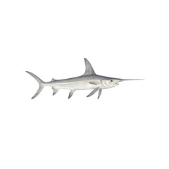 Obraz premium Isolated graceful swordfish swimming horizontally
