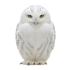 Obraz premium Isolated stunning snowy owl gazing forward