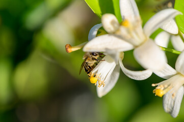 Macro image of a fresh orange blossom with soft white petals and yellow stamens. Captured on an orange tree in natural light, showcasing the delicate beauty of the flower.