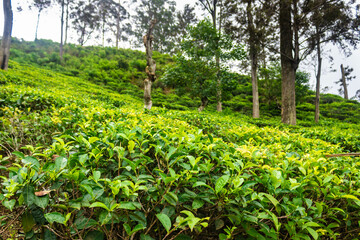 Tea leaves and plantation, Ella, Sri Lanka
