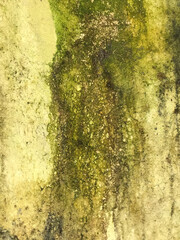 Detail of an old wall with water stains running down from the roof, fostering areas of green organic growth like moss or algae. Worn texture and faded colors.
