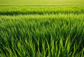 Close-up of a green meadow against a sky background